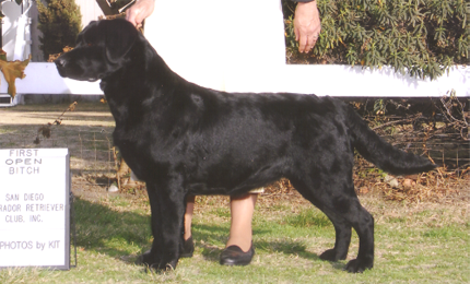 GCH Delby Marstad Black Pearl CGC